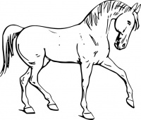 pferde-1