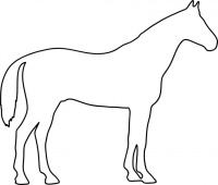 pferde-3