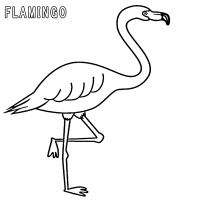 flamingo-10